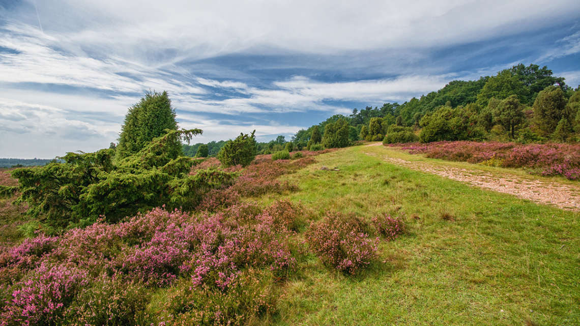 Lüneburger Heide