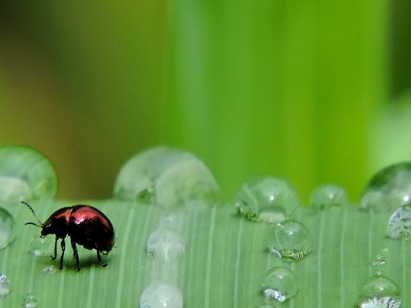 Raindrops with ladybug