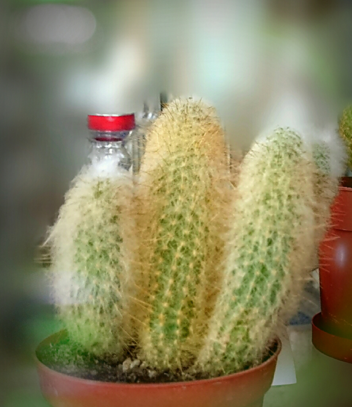 Cactus 