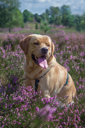 Labrador Akari :D