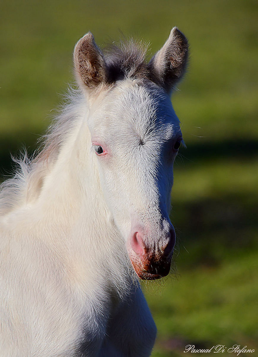 Little white horse