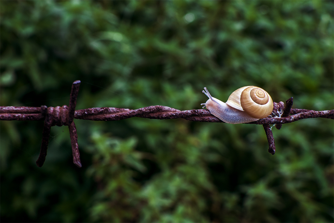 Snail Track