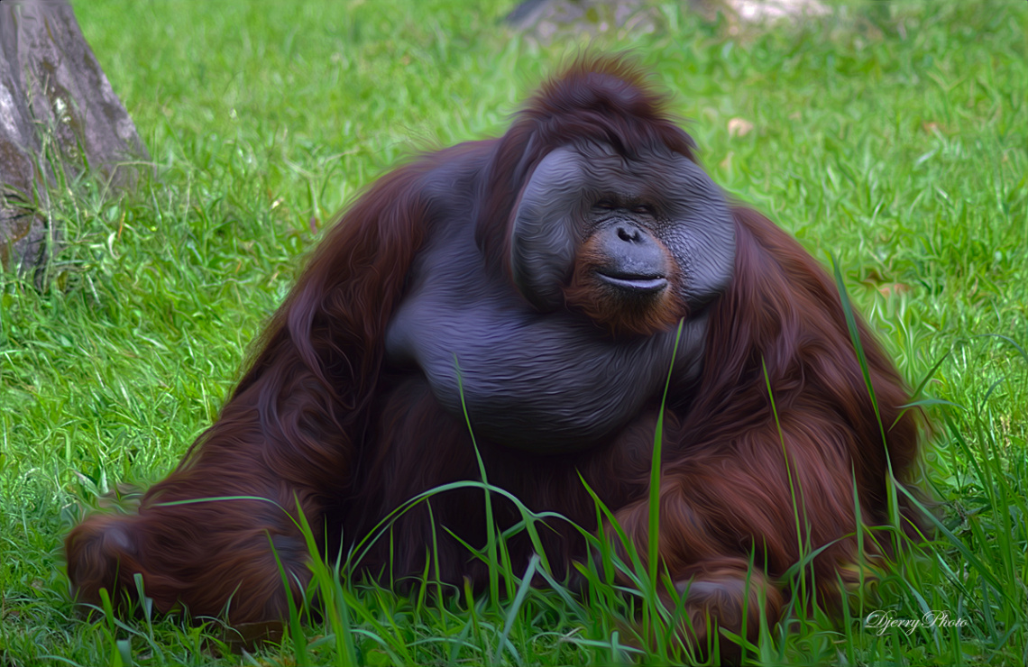 Orang  Utan