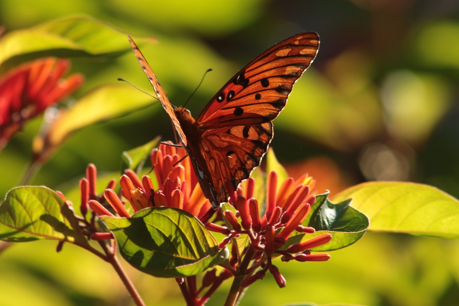 Fritillary and Firecracker..