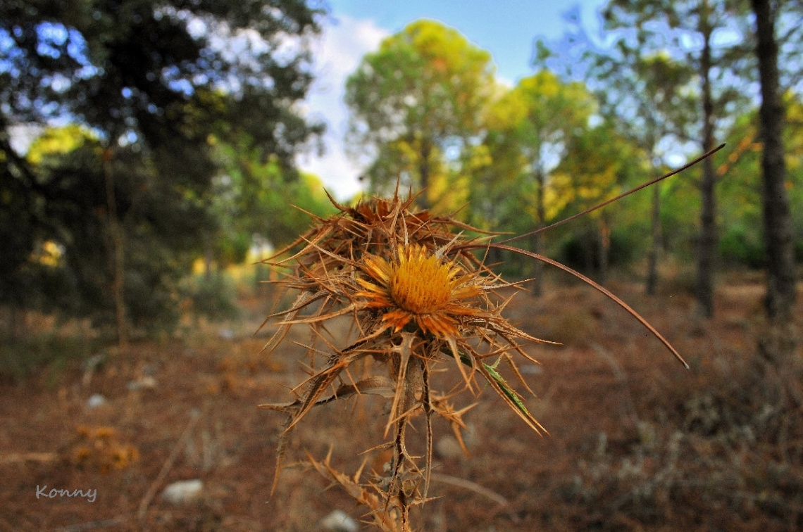 thistle