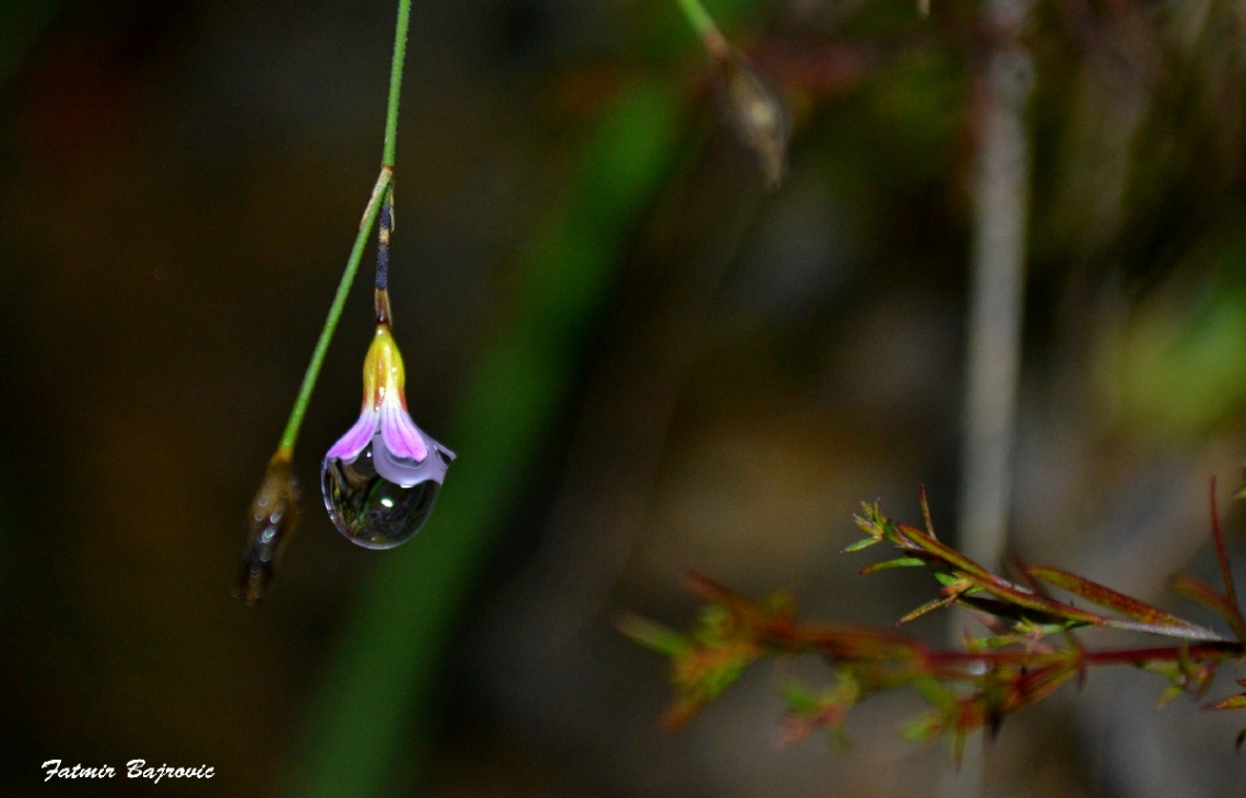 Raindrops on a small flower ...