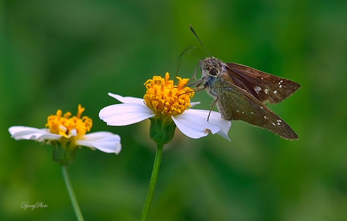 Skipper on flower