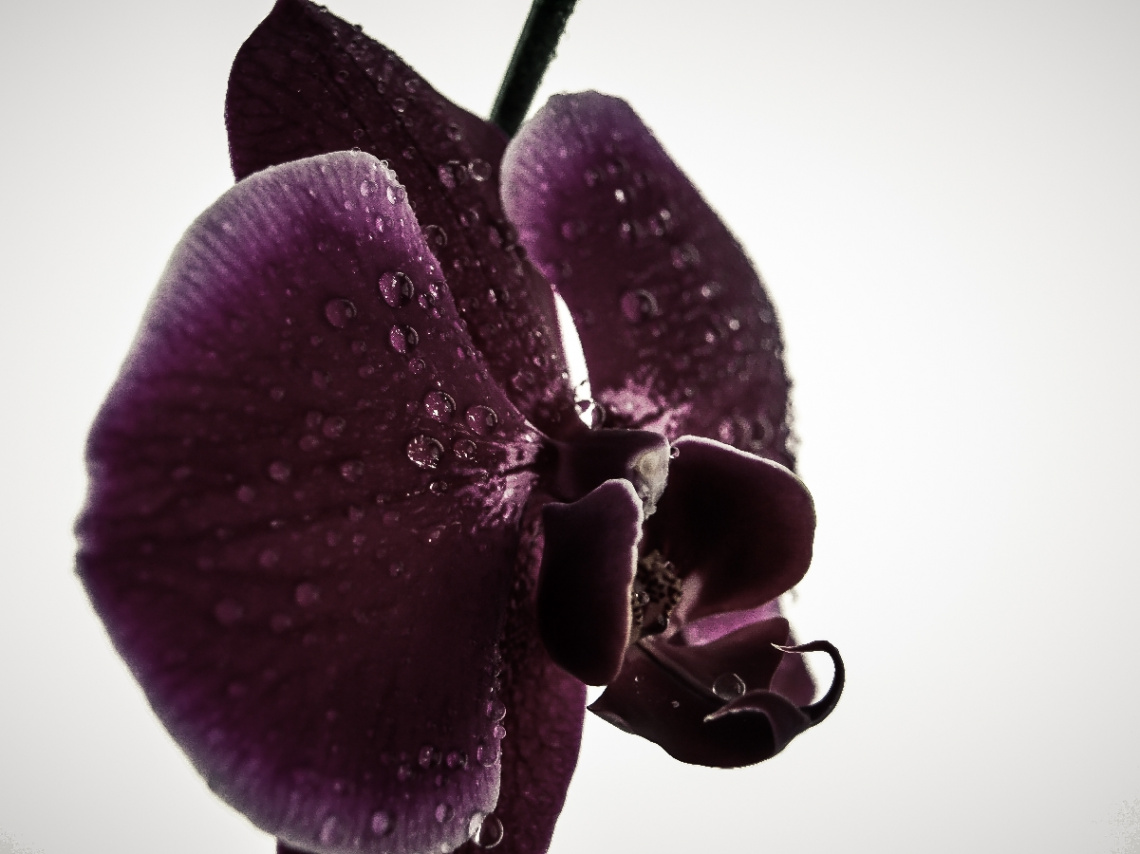 Purple Orchid.