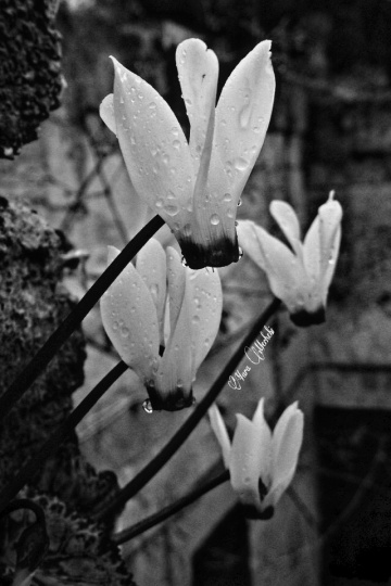 Cyclamen 