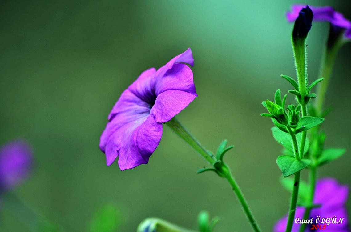 Petunya (Petunia)