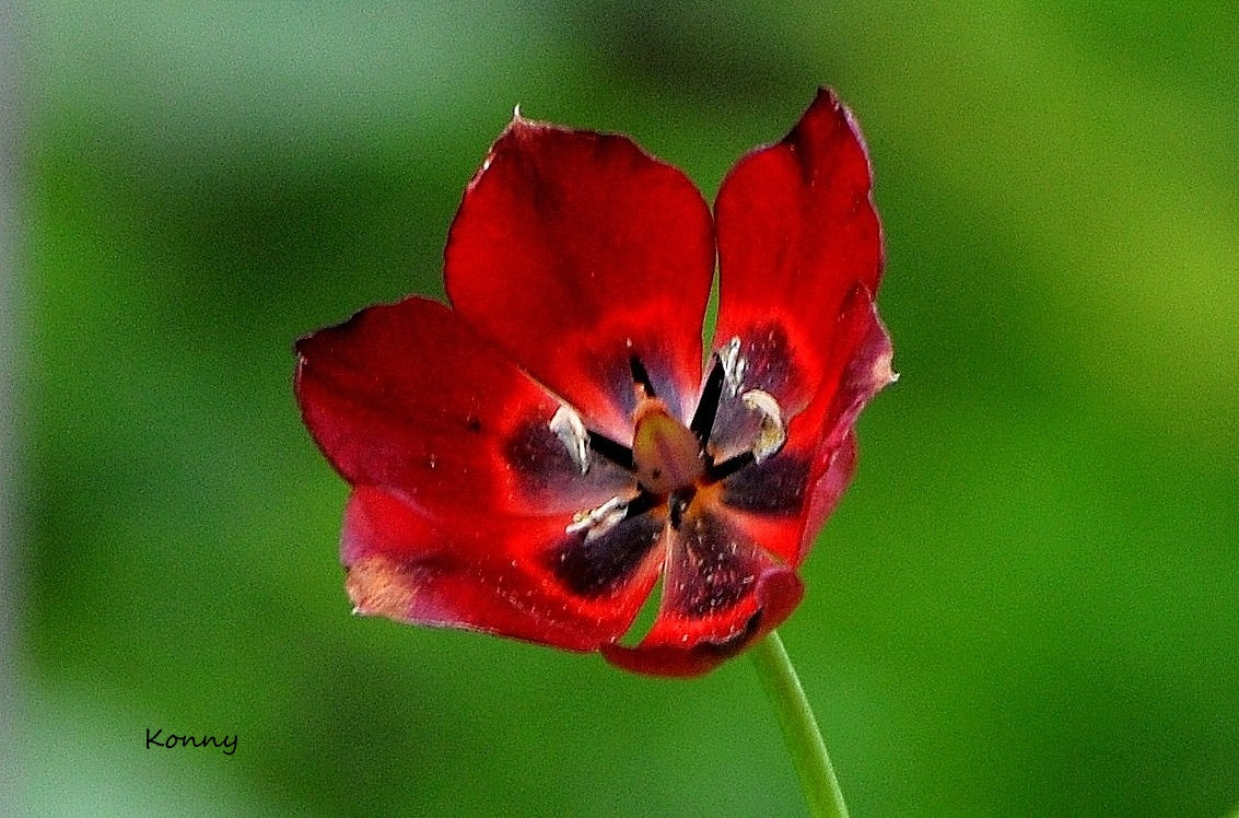 wild tulip 