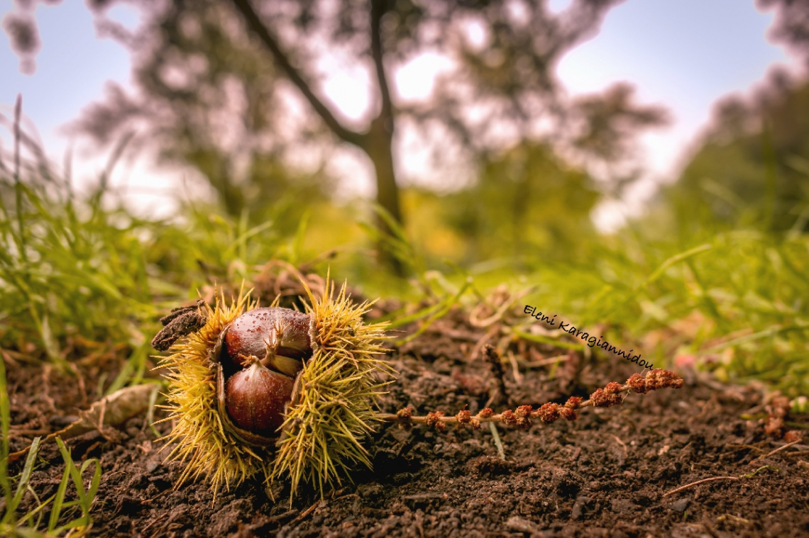 riches of autumn