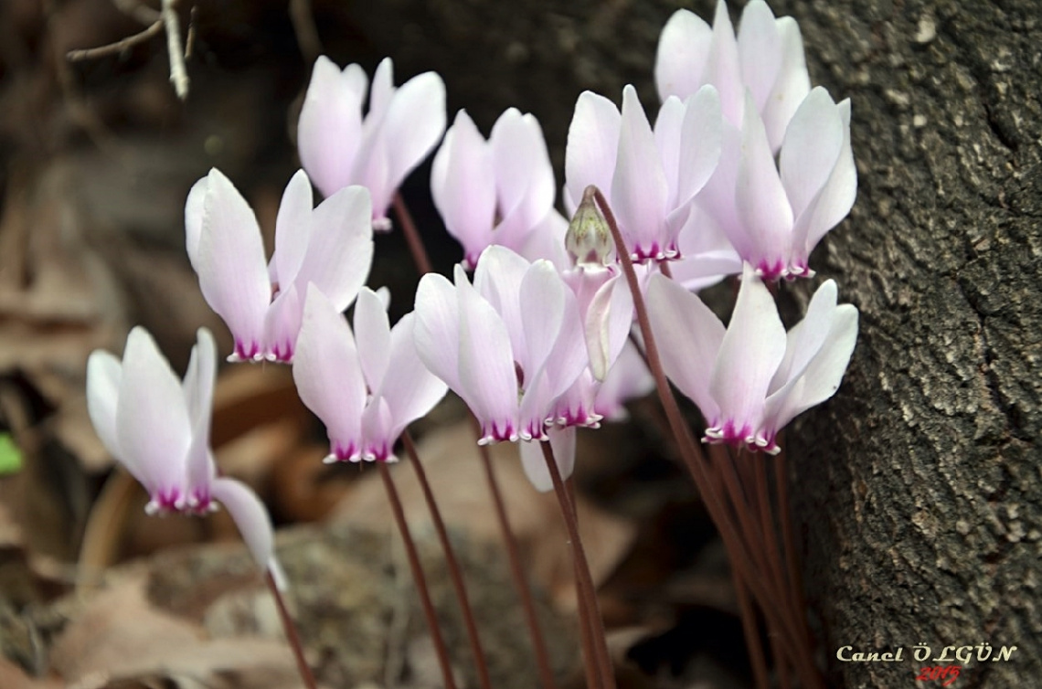 Sıklamen (cyclamen)