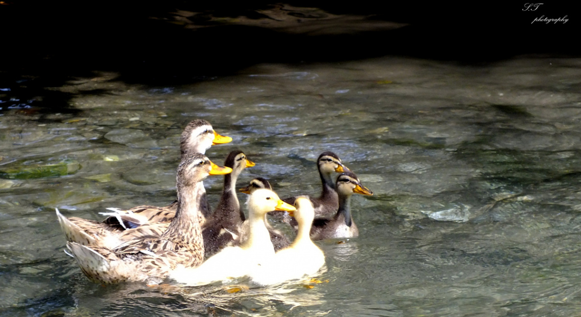 Geniş Aile