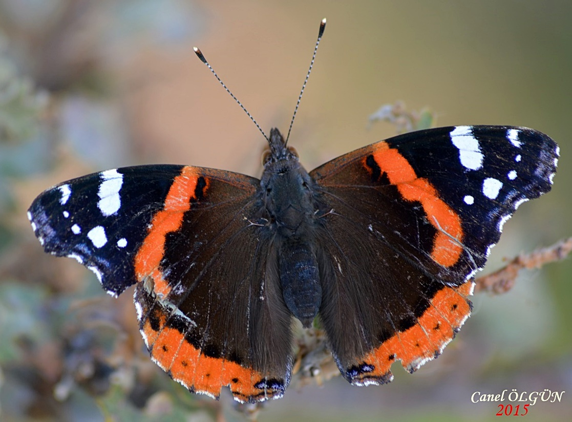 Atalanta / Vanessa atalanta / Red Admiral  