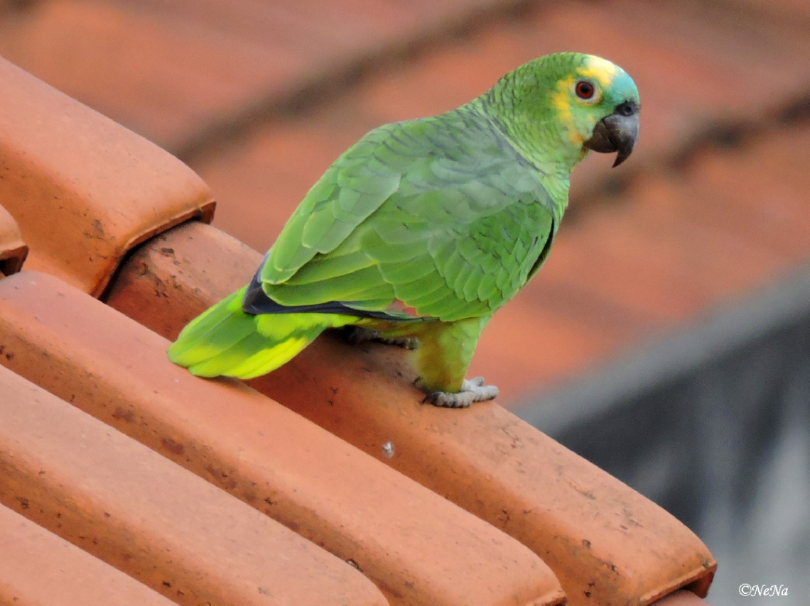 Parrot on the roof
