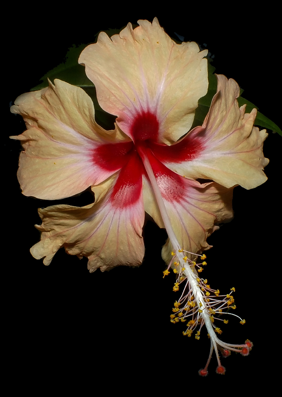 Hibiscus