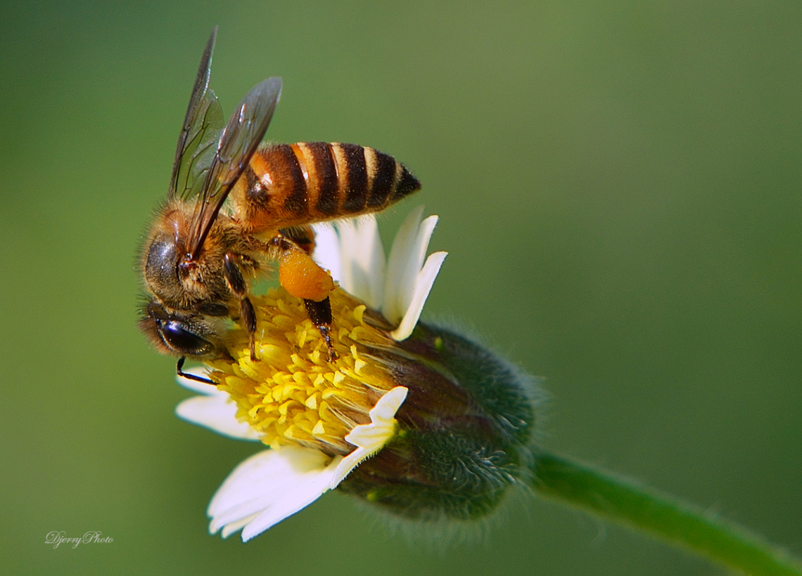 Nectar Bees