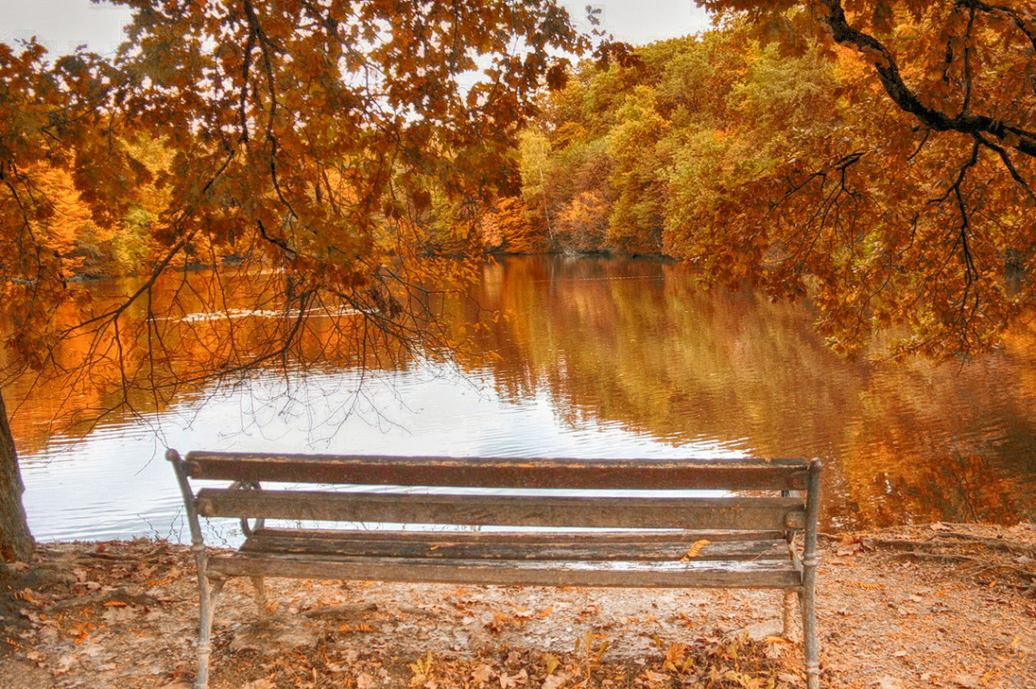 Bench on the lake