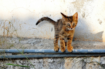  kitten on the waterpipe 