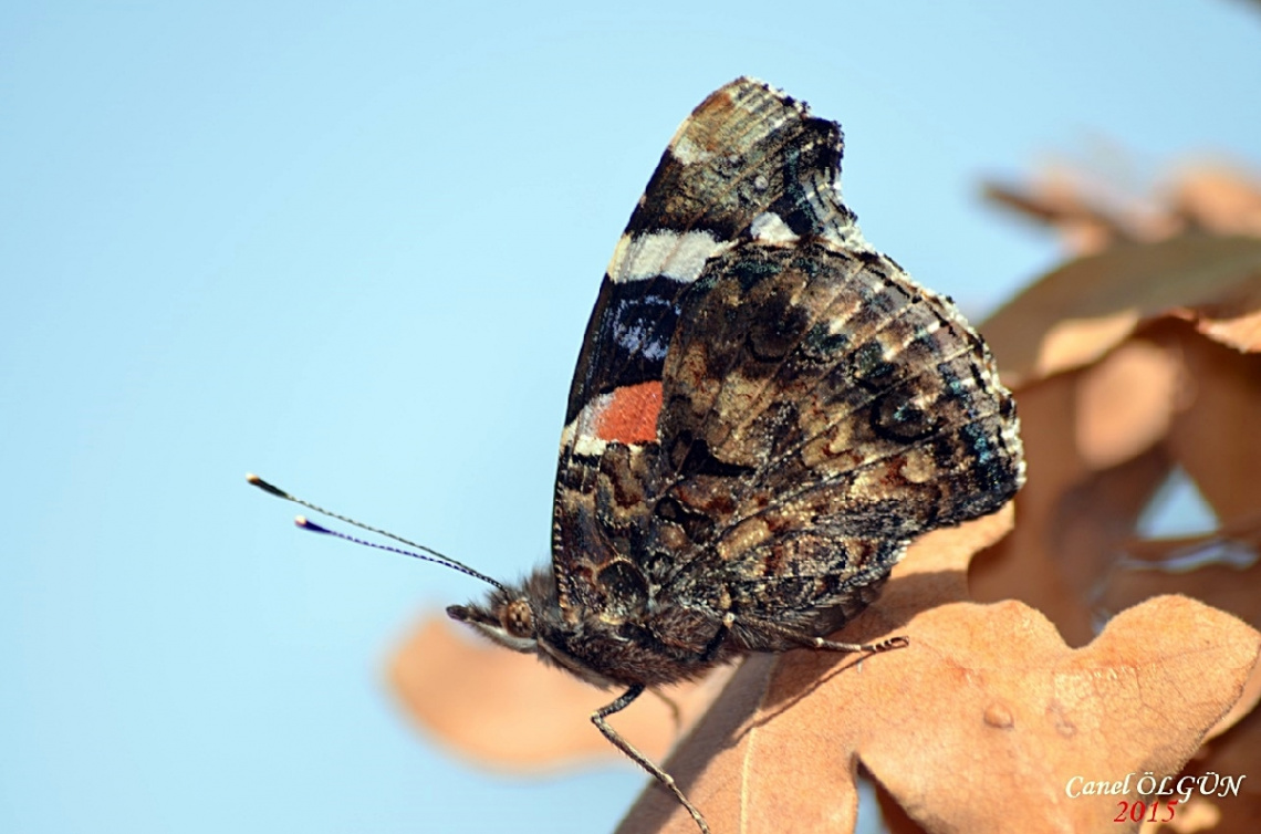 Atalanta / Vanessa atalanta / Red Admiral