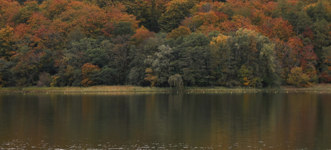 Some of the Seasons trees of many colors