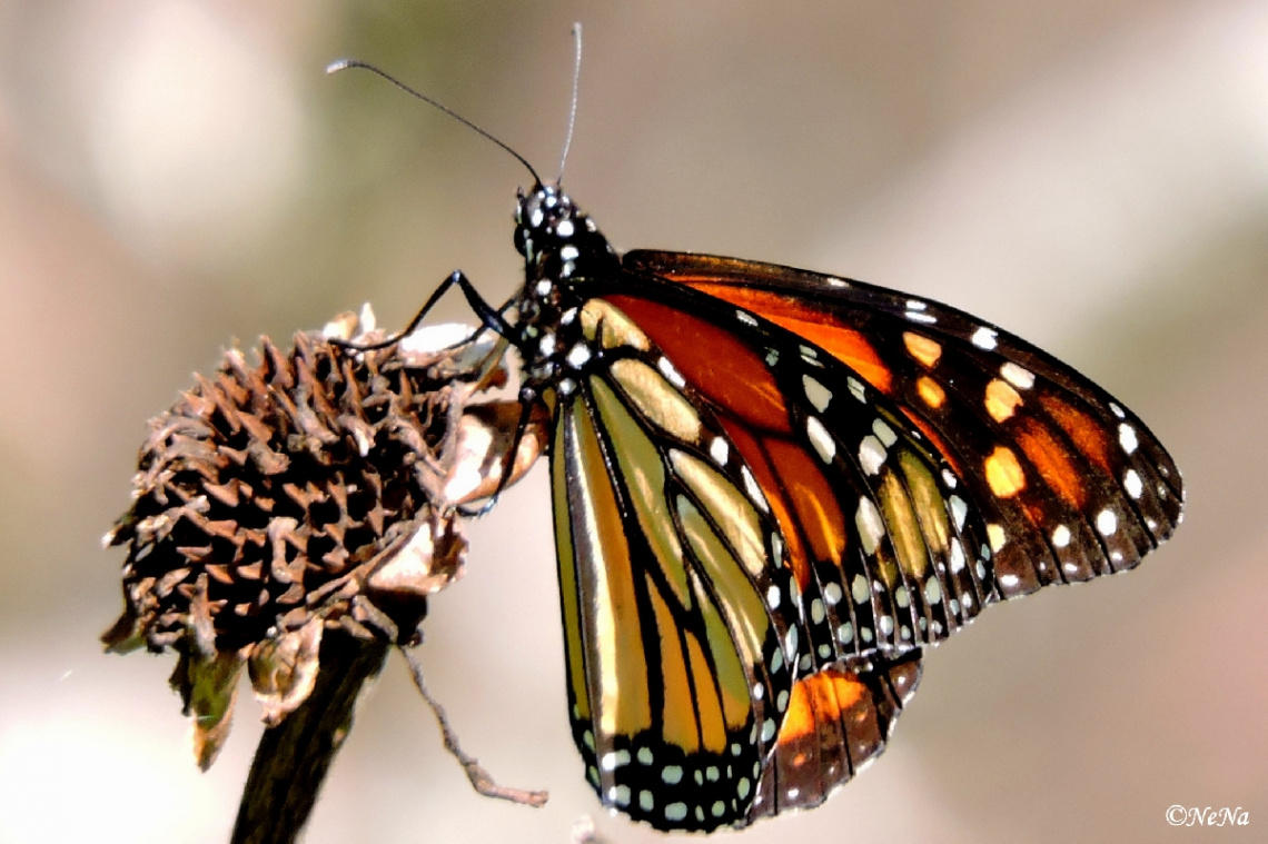 Danaus plexippus