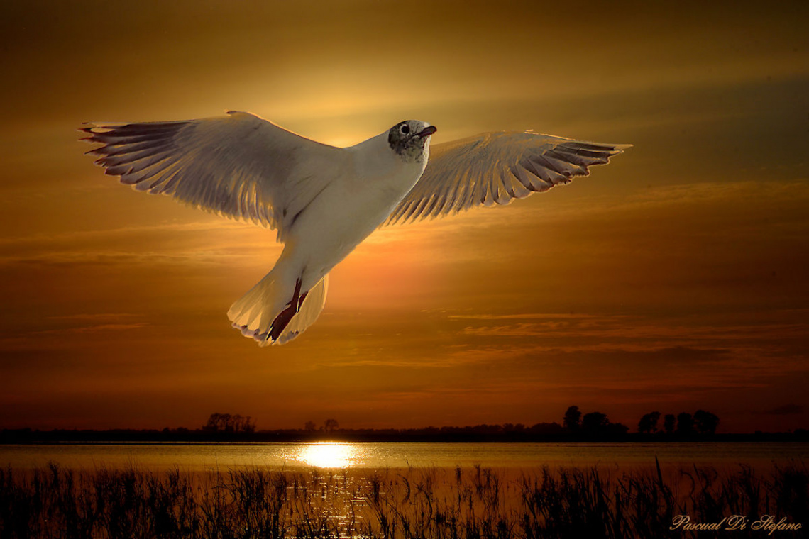 Seagull of sunset