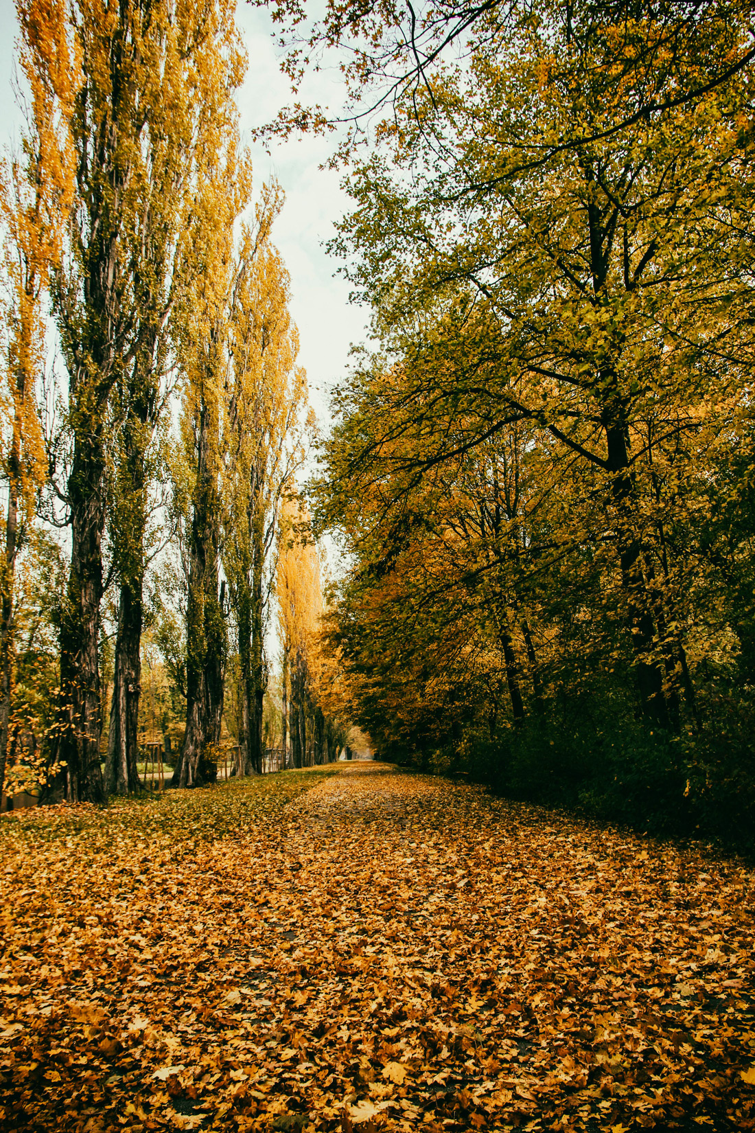 Yellow carpet