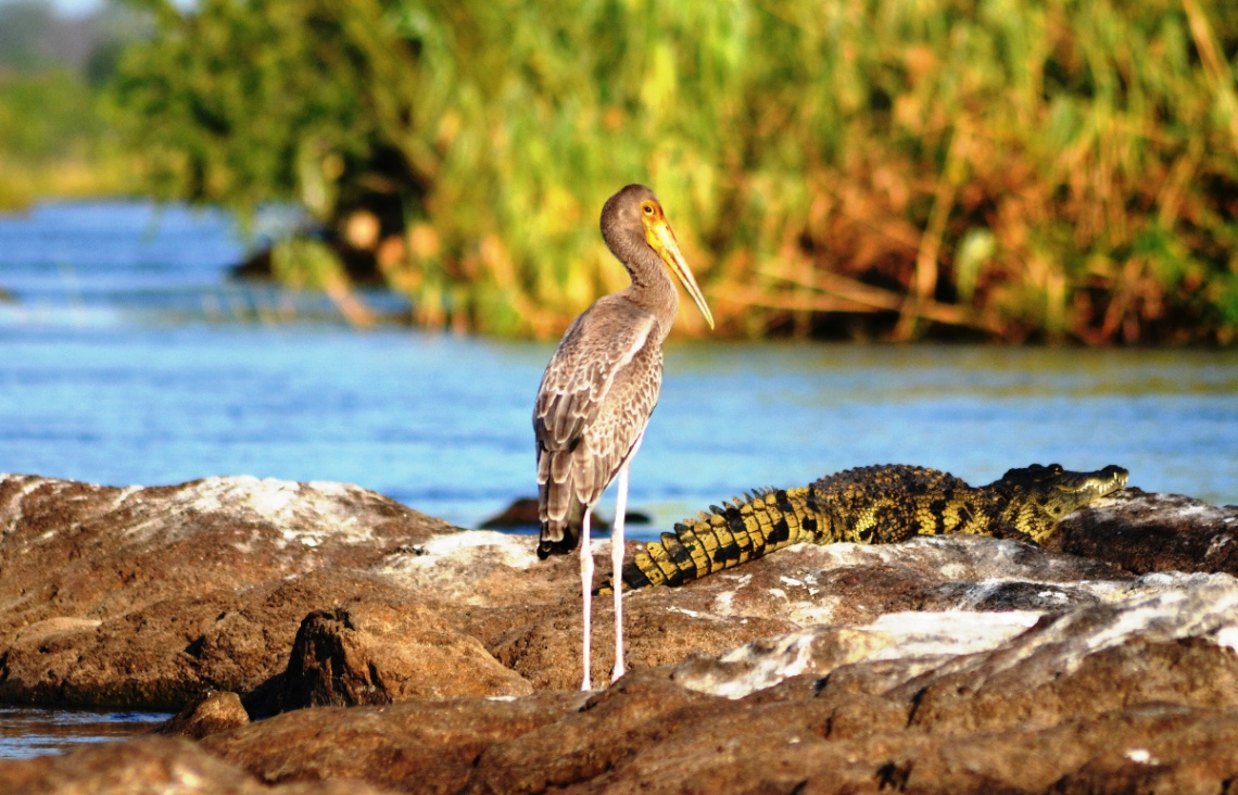 yellow billed stork