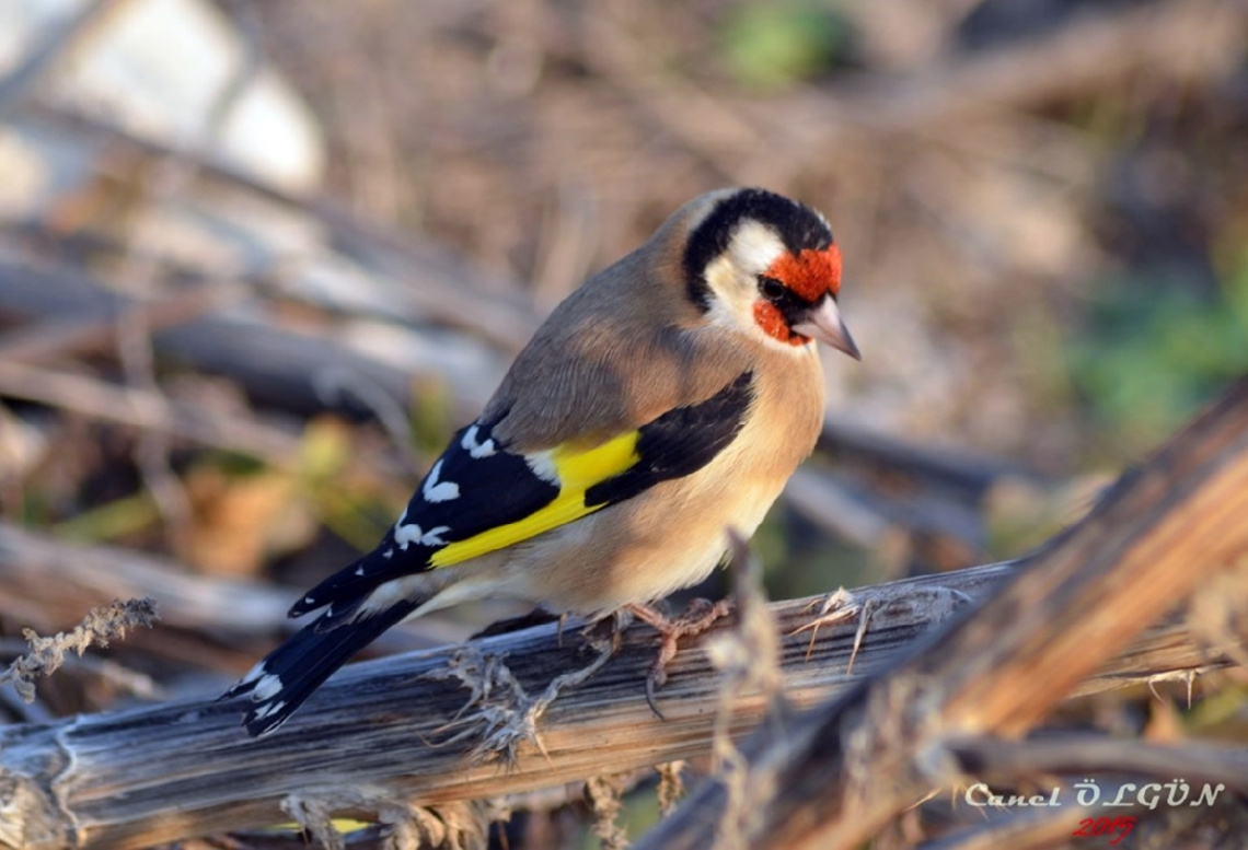 Saka kuşu (Carduelis carduelis)