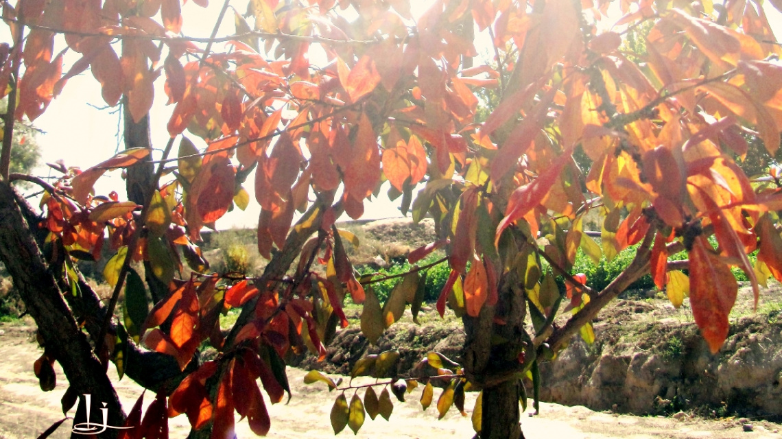 Autumn Sunbath