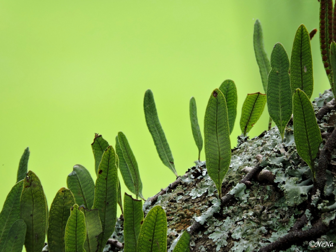 Pyrrosia eleagnifolia