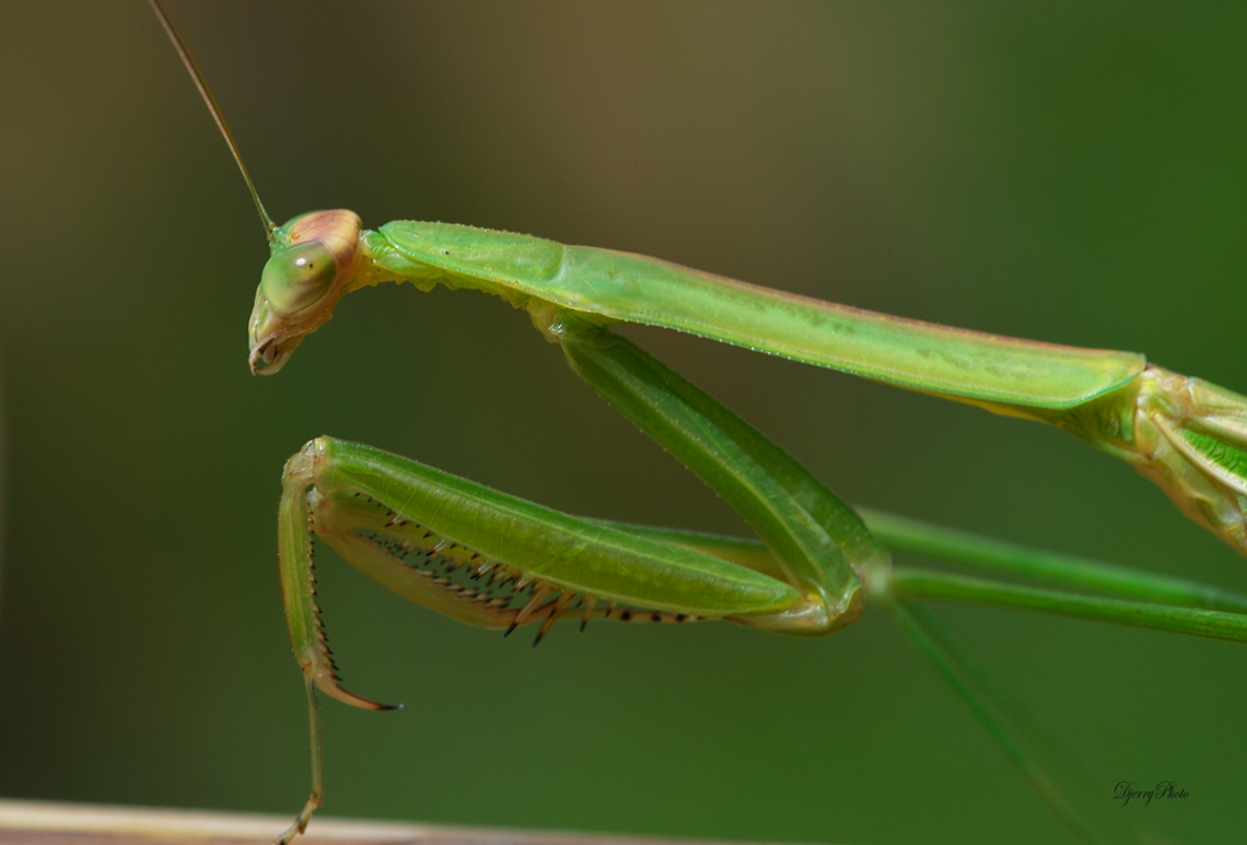 Mantis