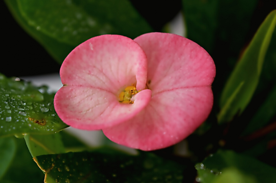 pink bloom 