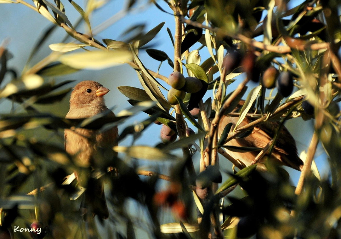 in the olive tree 