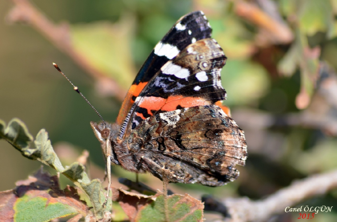 Atalanta / Vanessa atalanta / Red Admiral