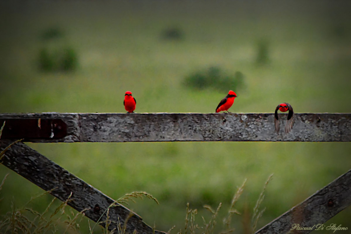 Vermilion Flycatcher