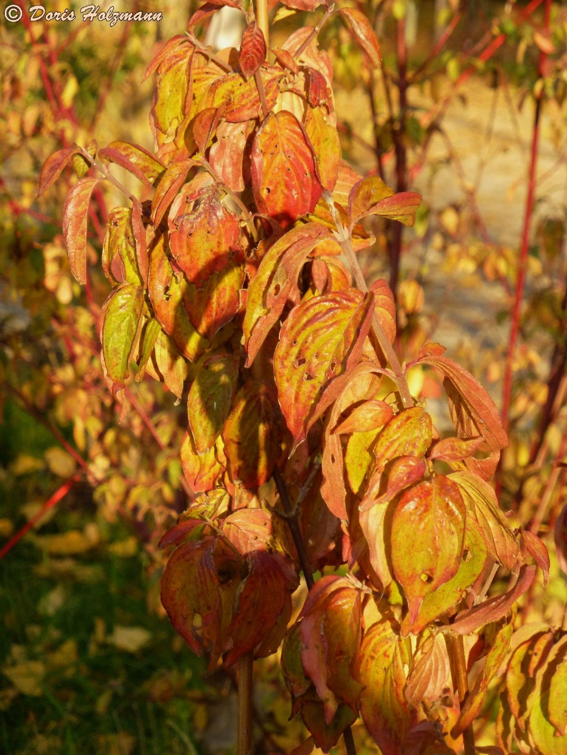 Herbstfarben