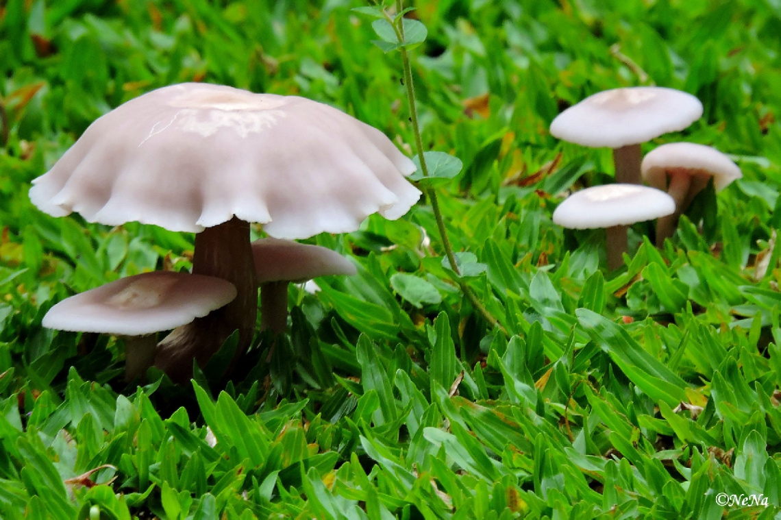 Mini Mushrooms