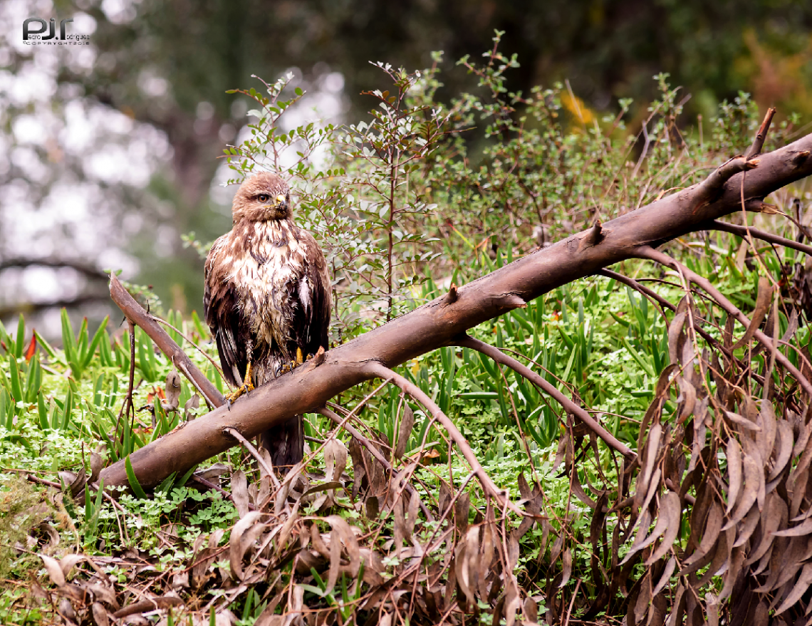 (Buteo buteo)