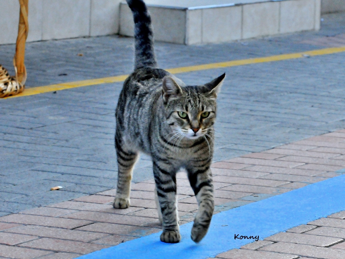 walking in the city 