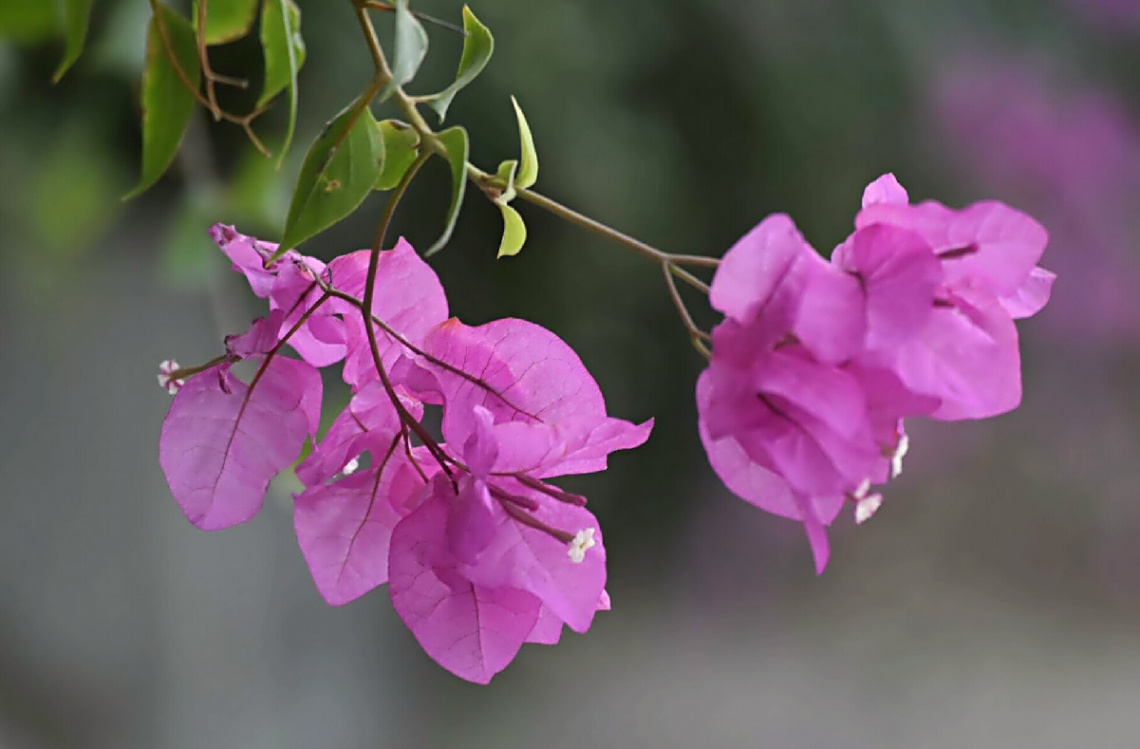 pink bloom 