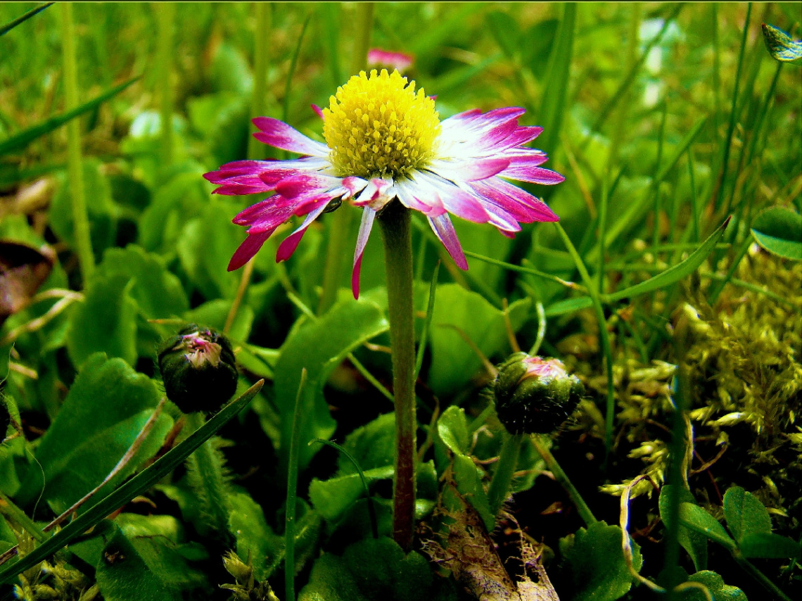 gänseblümchen