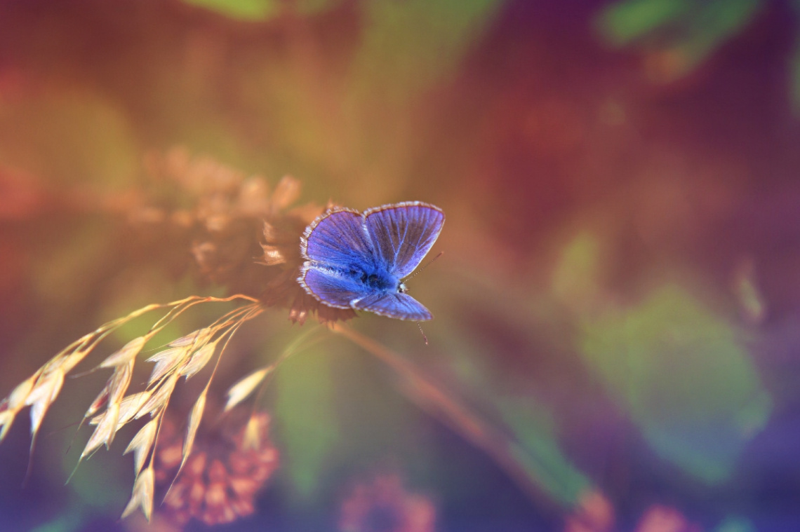 Magnificent Butterfly