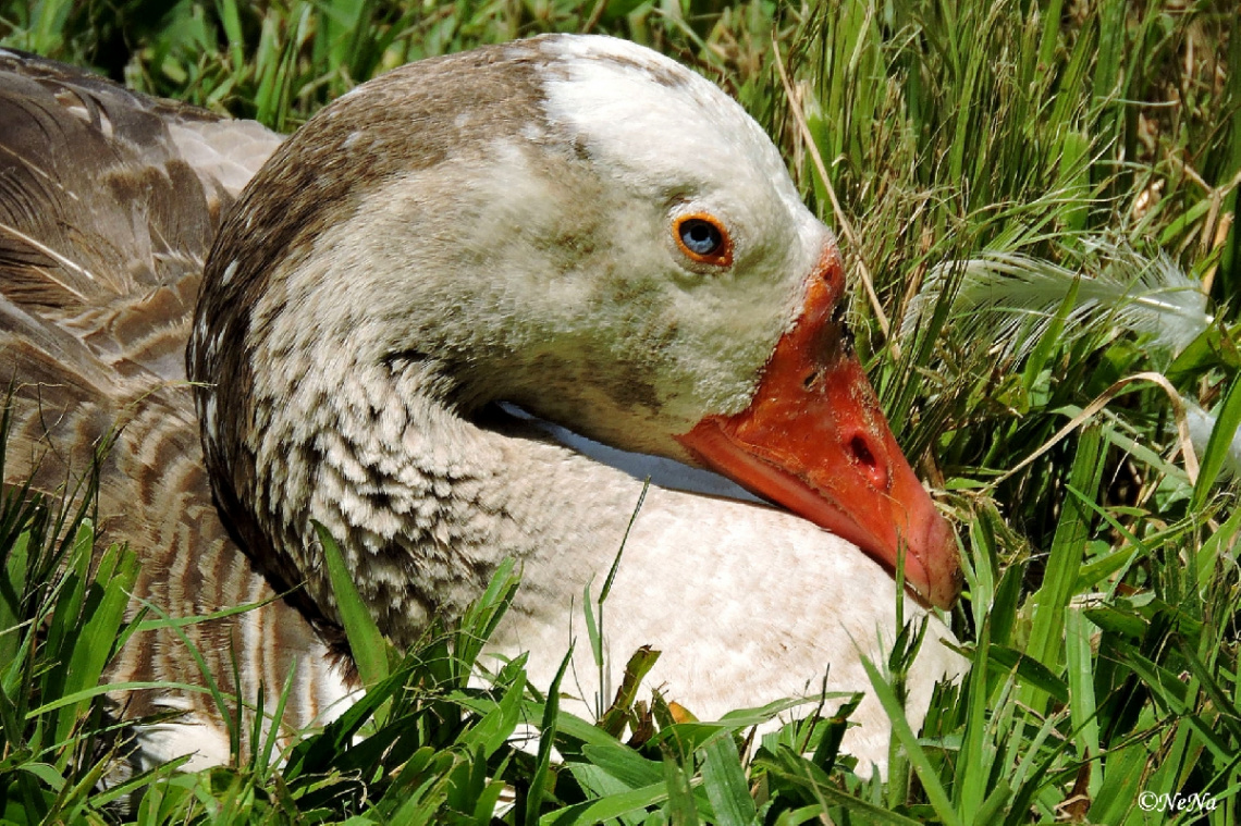 Stylish goose