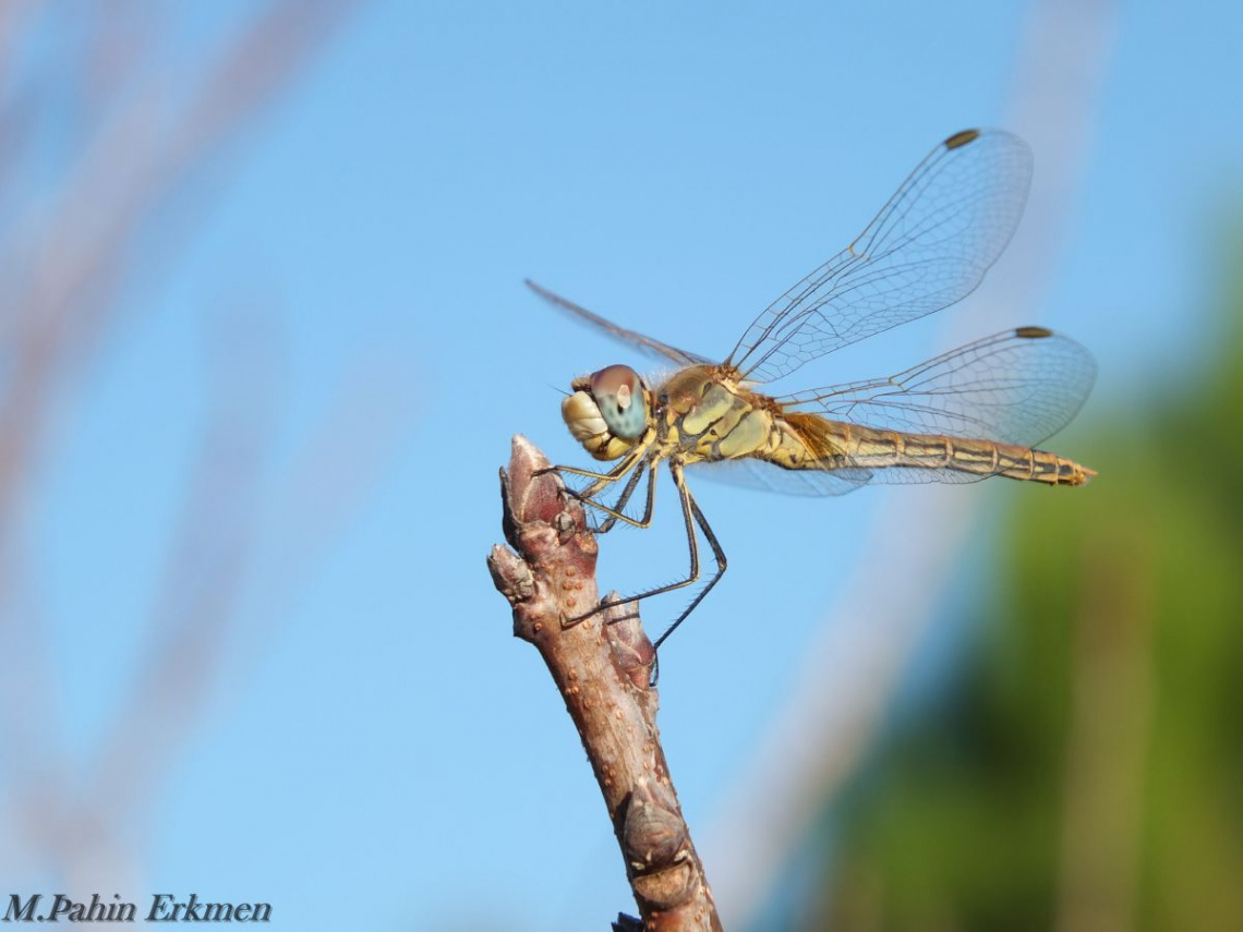 Yusufçuk / Dragonfly