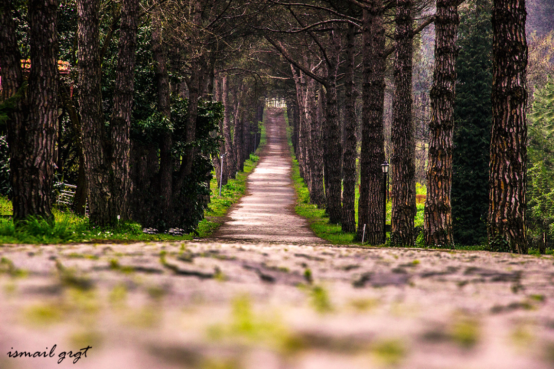 Arşivden Atatürk Arboretumu  :)