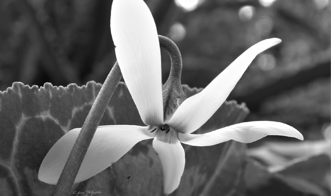 Cyclamen