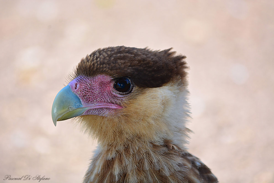 Young Carcarà